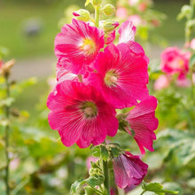 Hollyhock Seeds (Alcea rosea) for growers filling out the backyard gardens and flower fences