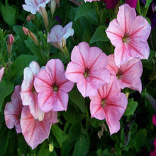Pelleted Appleblossom Dreams Petunia Seeds for a colorful addition to any planting