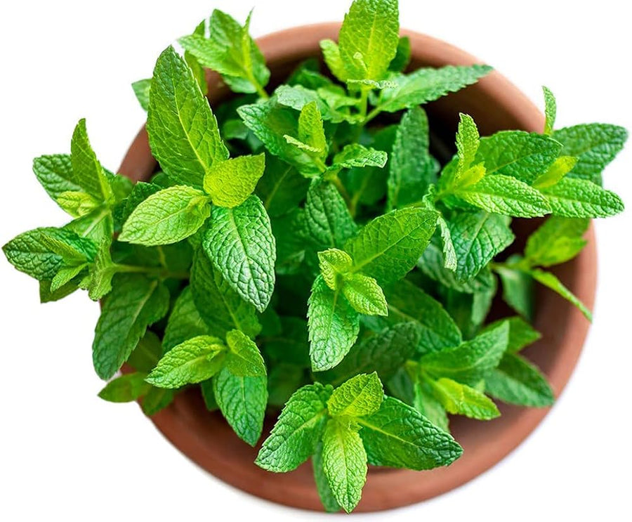 Heirloom Organic Peppermint Spearmint Mint Seeds
