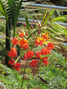 Caesalpinia Gilliesii Seeds for a lasting display in the Flower Bed