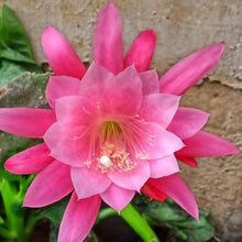 Epiphyllum Bumpkin Cuttings - cm Stunning Pink Cuttings for gardeners building out beds and borders