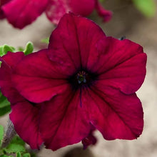 Petunia Petunia Hybrida Seeds for a bright addition to the Garden Hanging Pots