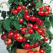 ANTIER CHERRY TOMATO Seeds for home growers seeking a reliable harvest