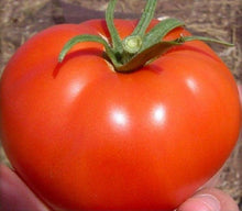 Red Pear Tomato Seeds (Solanum lycopersicum) for productive rows in the backyard vegetable plots