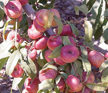 Flat Peach Seeds (Prunus persica) for sweet homegrown fruit in the Red Peento Saucer Variety in Backyard Garden