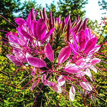 Cleome Spinosa Seeds for colorful blooms in the DIY Garden Plants