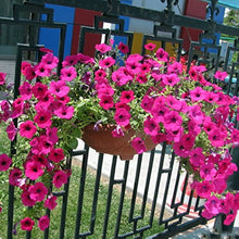 Petunia Petunia Hybrida Hanging Pink Wavy Seeds for a lasting display in the Hanging Balcony Pots