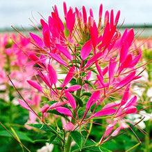 Cleome White Queen Seeds for reliable seasonal color
