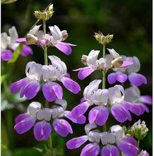 Chinese Houses Seeds (Collinsia heterophylla) for seasonal color across the Garden Bed
