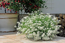 Alyssum Schneeteppich (Lobularia maritima) for planting in flower bed