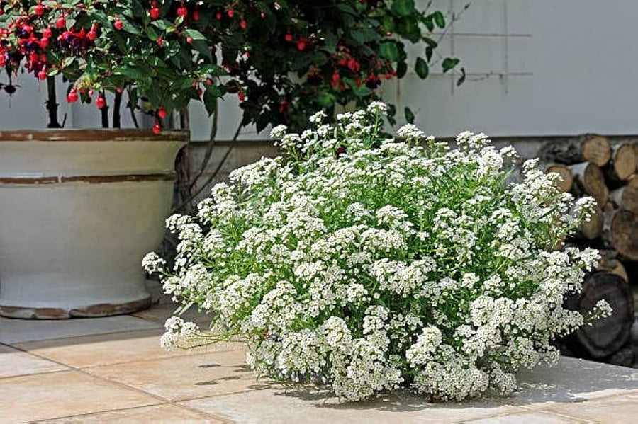 Alyssum Schneeteppich (Lobularia maritima) for planting in flower bed