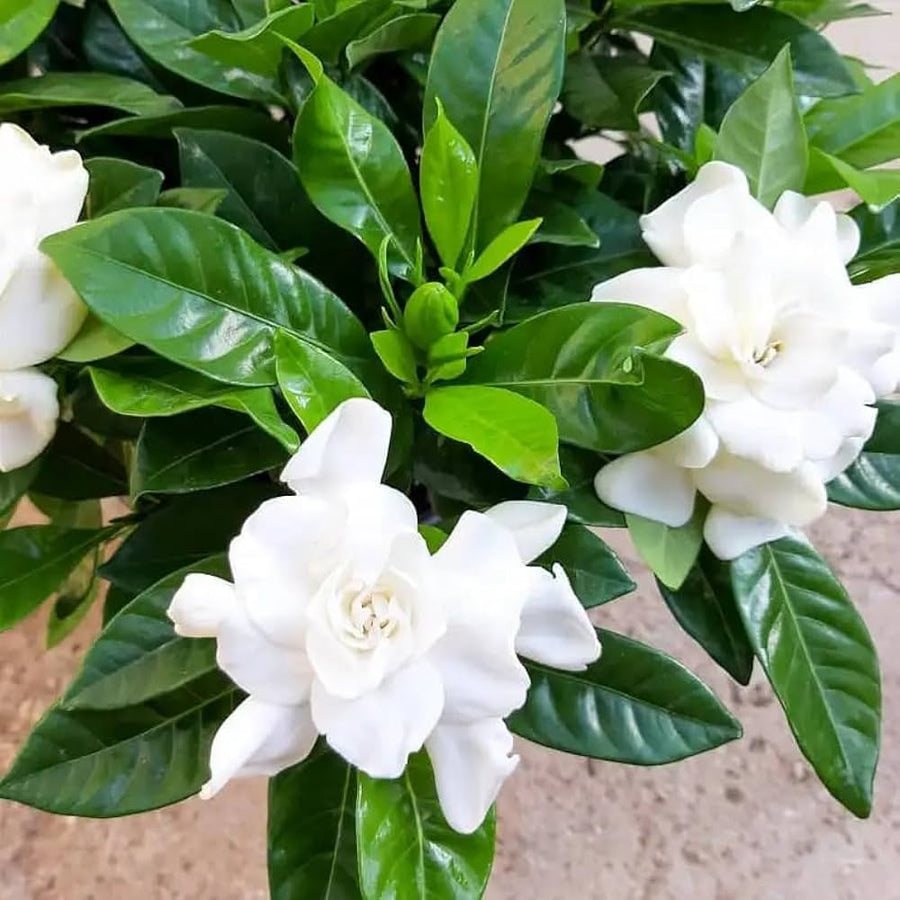 Gardenia (Cape Jasmine) seeds for home garden and fragrant flowers