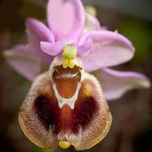 Bee Orchid Ophrys Apifera Seeds for gardeners building out beds and borders