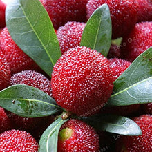 Red Bayberry Seeds for a sweet addition to the home orchard