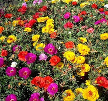 Portulaca Portulaca Grandiflora Pink Moss Rose Seeds for reliable seasonal color
