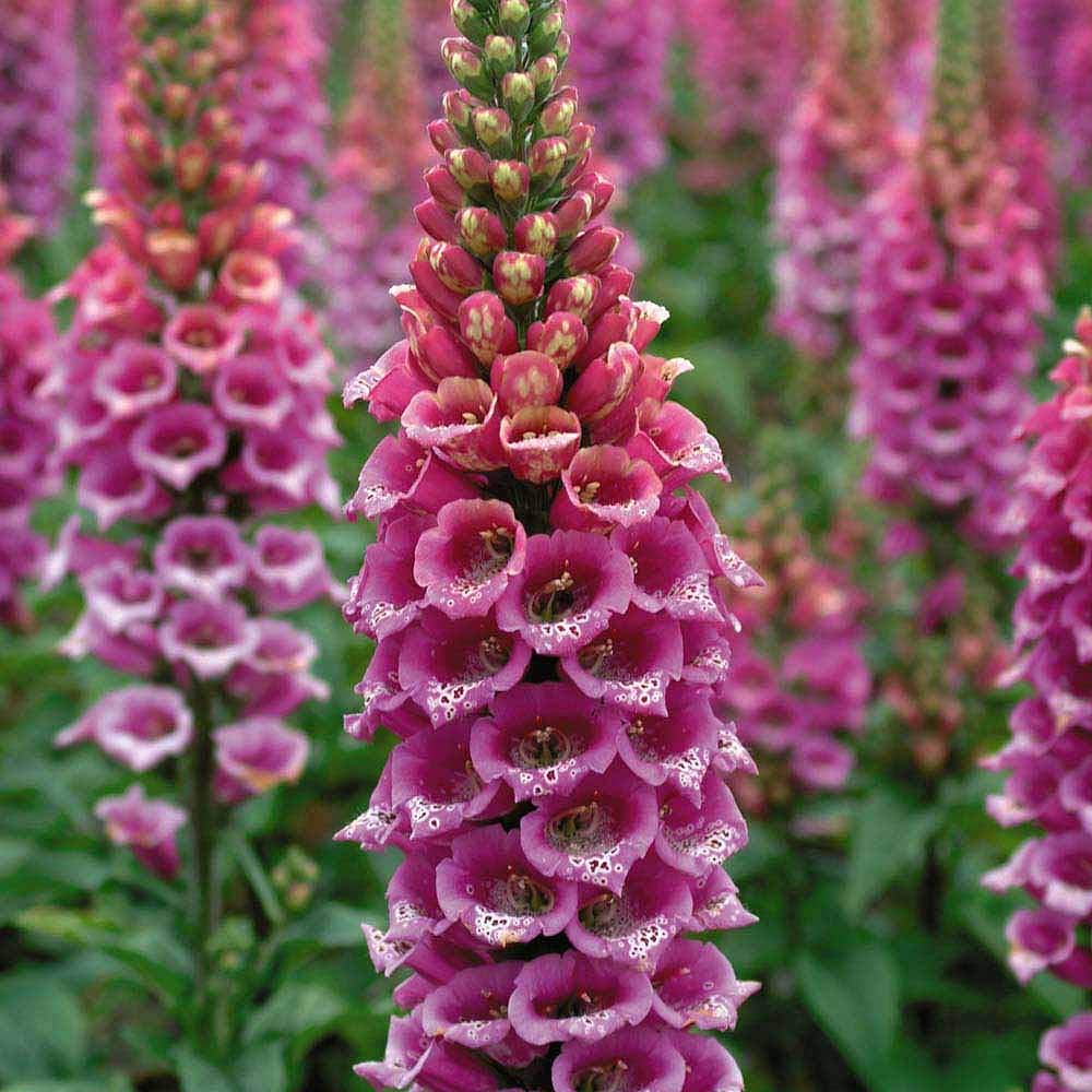 Fritillaria flower Fritillaria meleagris seeds for planting in shaded garden spaces or decorative borders