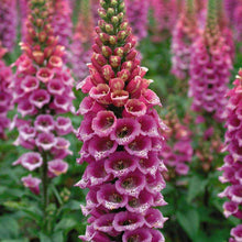 Fritillaria flower Fritillaria meleagris seeds for planting in shaded garden spaces or decorative borders