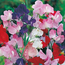 Sweet Pea Seeds for growers stocking a kitchen garden