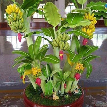 Banana Seeds (Musa spp.) for growers wanting a homegrown harvest