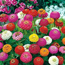 Zinnia Zinnia Elegans flower Seeds for a bright addition to the home garden beds and colorful backyard gardening areas