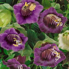Cobaea Climbing Plant Seeds (Cobaea scandens) for vertical growth across the Flower Bed & Urban Garden