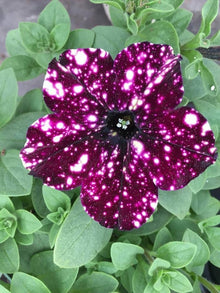 Petunia Tree Seeds (Petunia spp.) for a lasting addition to the Flower Bed & Urban Garden