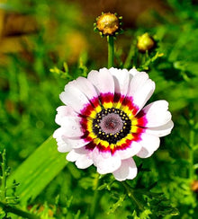 Chrysanthemum Chrysanthemum Morifolium Mixed Seeds valued for fall Seasonal Color