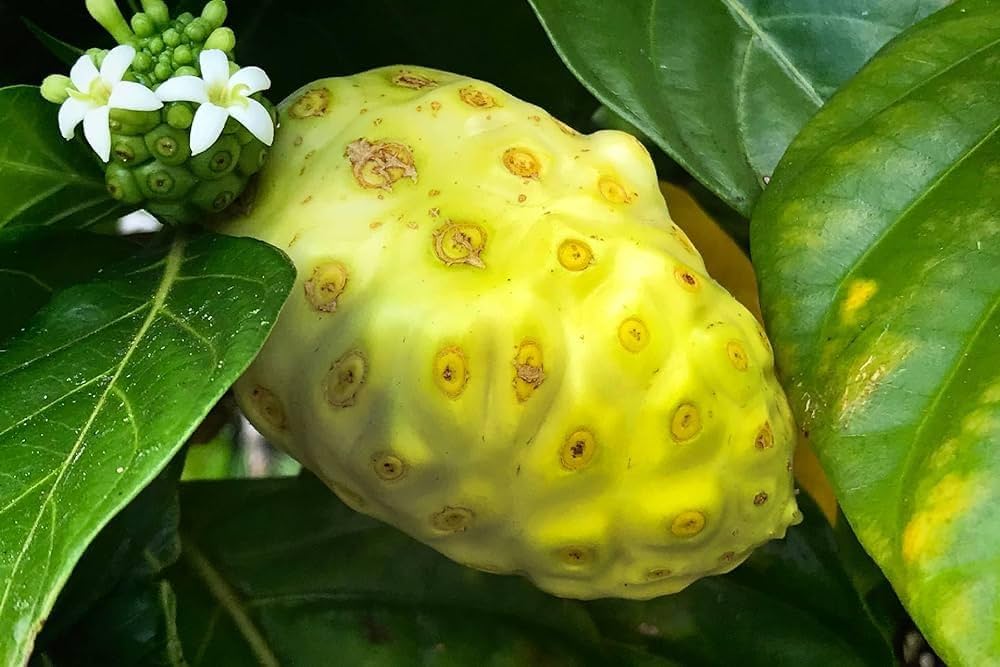 Hawaiian Noni seeds