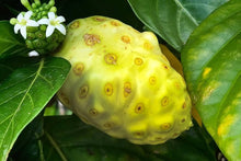 Hawaiian Noni seeds