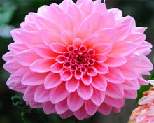 Dahlia Flower ��������� Dahlia spp. ��������� for planting in pink cream garden
