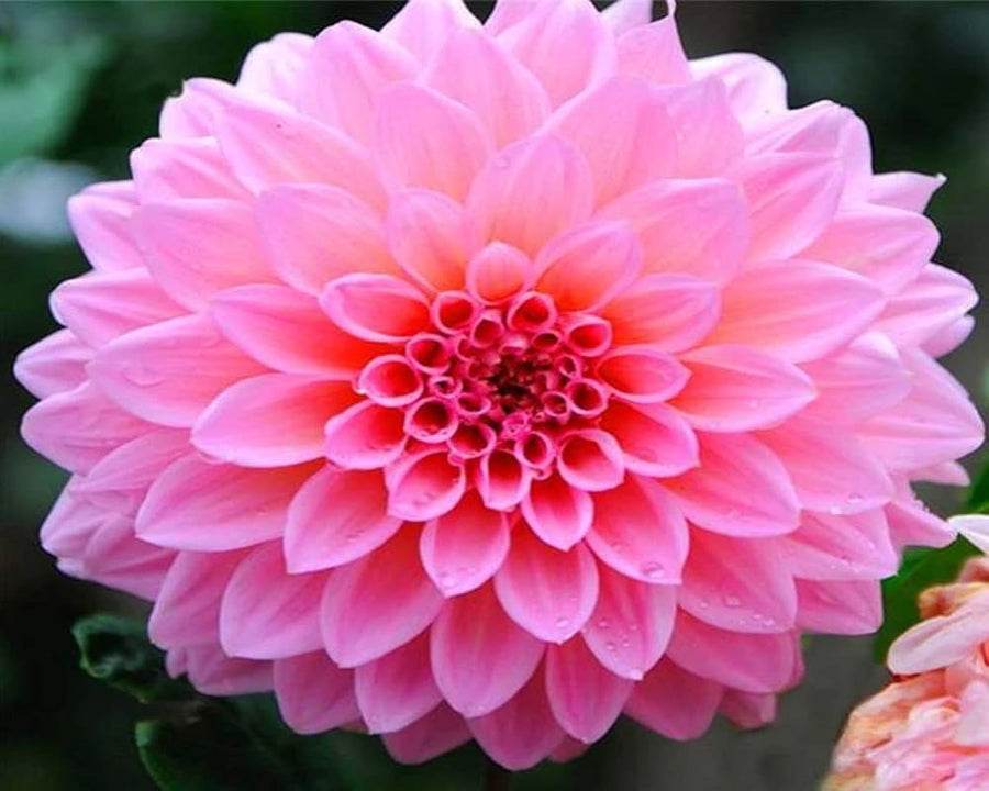 Dahlia Flower ��������� Dahlia spp. ��������� for planting in pink cream garden