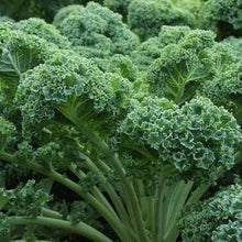 Scarlet Kale Seeds (Brassica oleracea) for productive rows in the Vegetable Garden