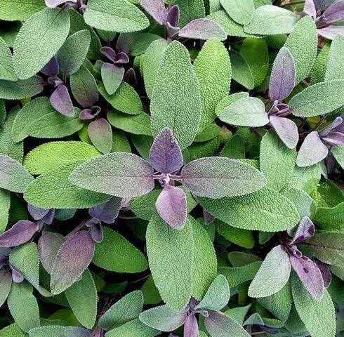 Purple Sage Plants for a fragrant addition to the herb patch