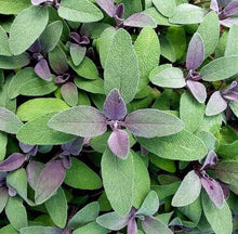 Purple Sage Plants for a fragrant addition to the herb patch
