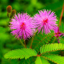 Heirloom Mimosa Pudica Seeds with Pink Flowers