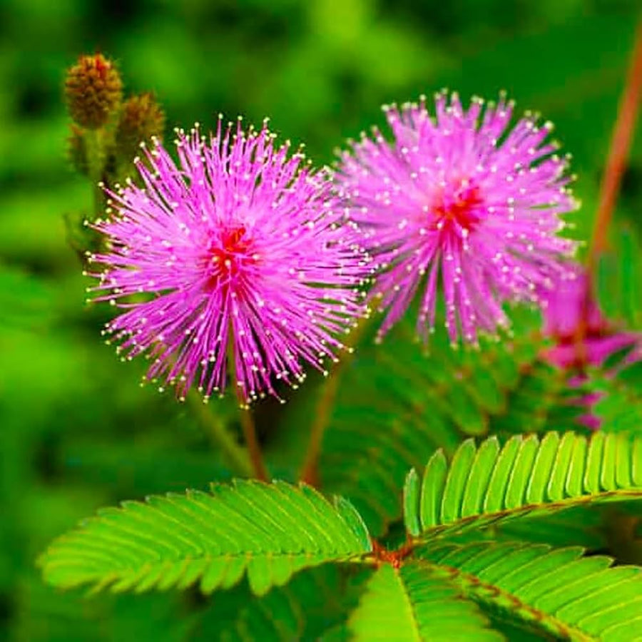 Heirloom Mimosa Pudica Seeds with Pink Flowers