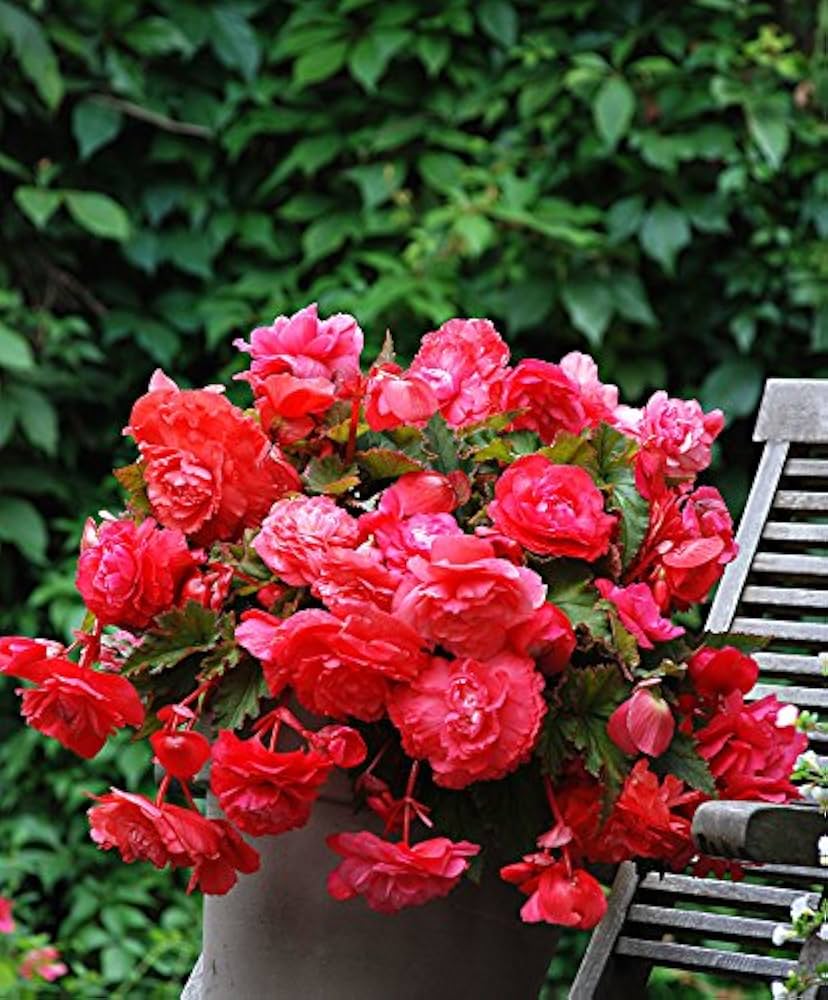 Begonia Begonia semperflorens flower seeds for planting in indoor pots and home garden borders - for planting in home garden
