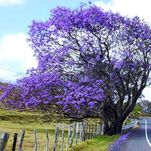 Jacaranda Mimosifolia Tree Seeds for a lasting addition to the landscape
