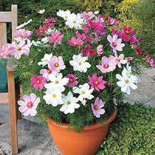Cosmos Seeds for reliable seasonal color