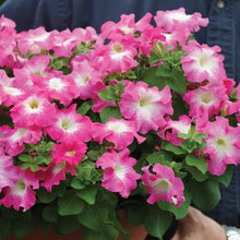 Petunia Freiheit Raspberry Vein Pelletized Petunia Seeds known for vibrant Petunias