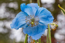 Himalaya-Mohn Hensol Violet Mohn Seeds for a lasting display in the flower bed