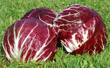 Radicchio Palla Rosa Seeds for growers seeking a long-blooming display