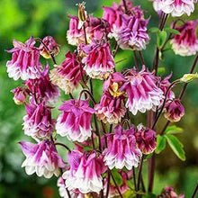Aquilegia Nora Barlow Seeds (Aquilegia vulgaris) for colorful blooms in the shaded home gardens