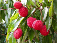 Lychee Fruit Tree Seeds (Litchi chinensis) for a homegrown harvest from the Tropical Orchard Planting