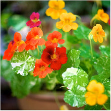 Plant Seeds (Dwarf nasturtium) for a lasting display in the wild gardens or hanging baskets