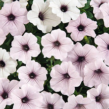 Petunia Seeds (Petunia hybrida) for colorful blooms in the hanging baskets or home garden