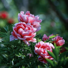 Peony Seeds for growers seeking a long-blooming display