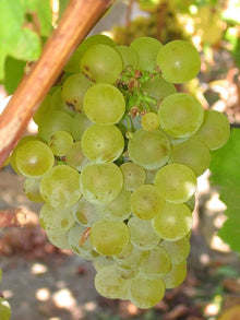 Gold Finger Grape Seeds (Vitis vinifera) for growers planting the fruit garden