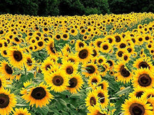 Custom Sunflower Mix Seeds (Helianthus annuus) for colorful blooms in the Flower Bed