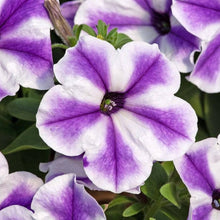 Petunia Seeds valued for light Purple Gardening